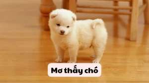 Mơ thấy chó