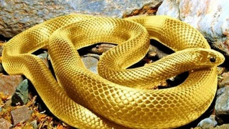 Cùng Sodo6789 giải nghĩa giấc mơ thấy rắn và hình tượng con rắn
