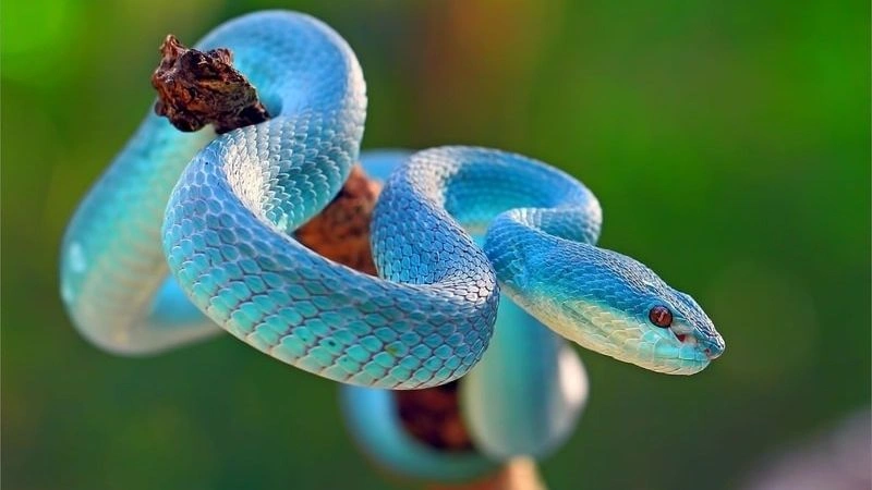 Tổng hợp một số kiểu nằm mơ thấy rắn mà bạn có thể gặp