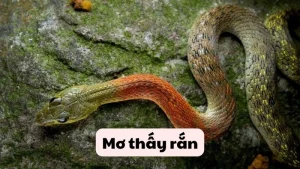 mơ thấy rắn